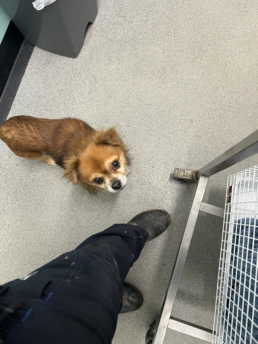 Herchy Boal tweet media