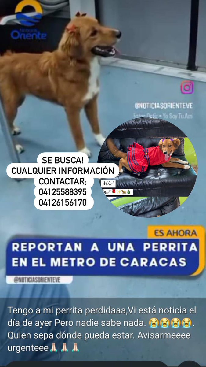 Comparto información de Otro Grupo 👇👇👇 Dios permita que su dueña la encuentre sana y a salvo 🙏🙏🙏🙏 por favor darle máxima Difusión