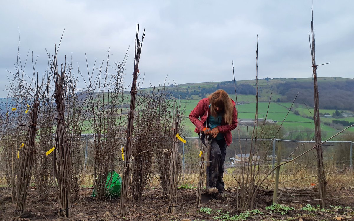 Forus Tree @forustree.bsky.social tweet media