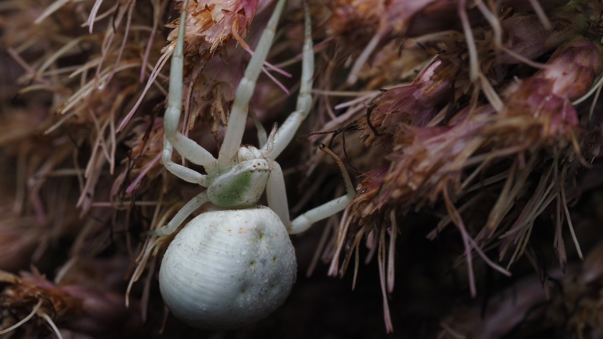 BugzRCool's tweet image. White-banded Crab spider