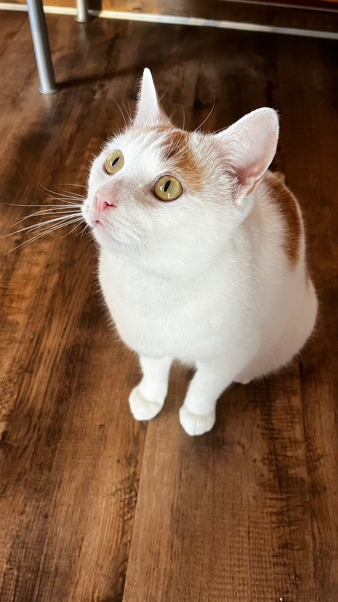 Hello ...
I am Maya ..
 thanks to my new human for adopting me 😻