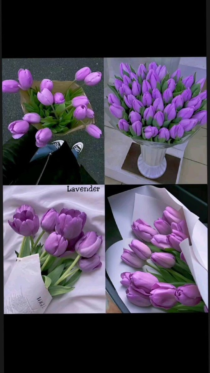 Purple tulips