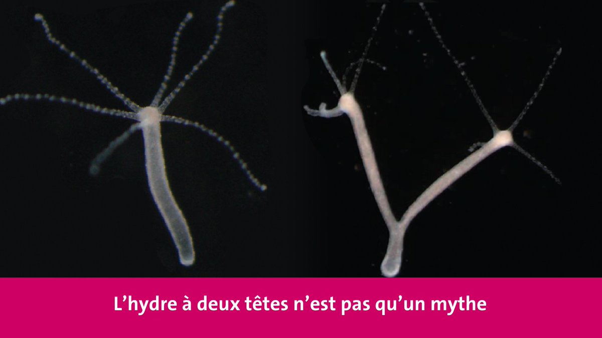 Une équipe de l’UNIGE montre que l'hydre est capable de générer deux têtes lorsqu'une légère pression est appliquée sur son corps. <a href="/RouxLab/">Roux Lab</a> <a href="/Ch_Bioch_UNIGE/">Chemistry and Biochemistry - UNIGE</a> <a href="/sciences_UNIGE/">Faculty of Science | UNIGE</a>
#chimie #biologie #science #recherche
ow.ly/ybrH50UHusr