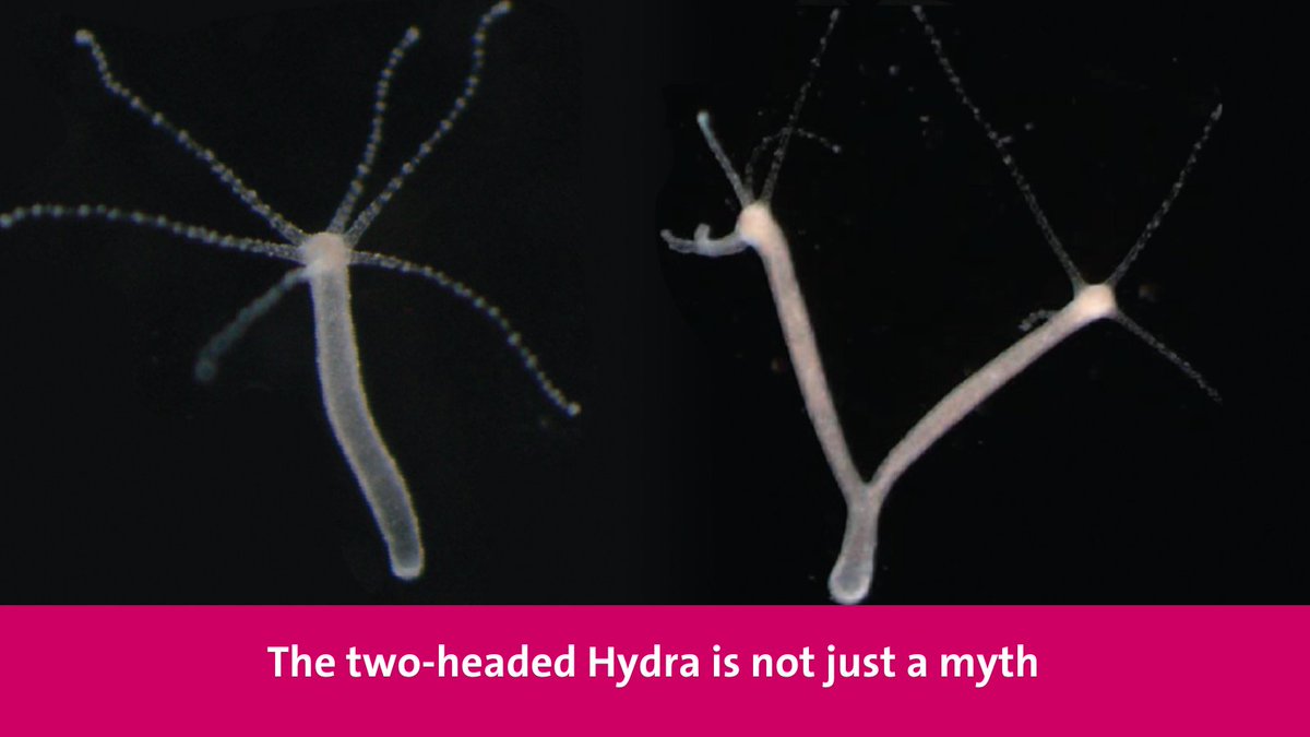 UNIGE_en (@unige_en) on Twitter photo A team from the UNIGE has shown that the hydra is capable of generating two heads when slight pressure is applied to its body. <a href="/RouxLab/">Roux Lab</a> <a href="/Ch_Bioch_UNIGE/">Chemistry and Biochemistry - UNIGE</a> <a href="/sciences_UNIGE/">Faculty of Science | UNIGE</a>
#chemistry #biology #science #research
ow.ly/9RpJ50UHux5 A team from the UNIGE has shown that the hydra is capable of generating two heads when slight pressure is applied to its body. <a href="/RouxLab/">Roux Lab</a> <a href="/Ch_Bioch_UNIGE/">Chemistry and Biochemistry - UNIGE</a> <a href="/sciences_UNIGE/">Faculty of Science | UNIGE</a>
#chemistry #biology #science #research
ow.ly/9RpJ50UHux5