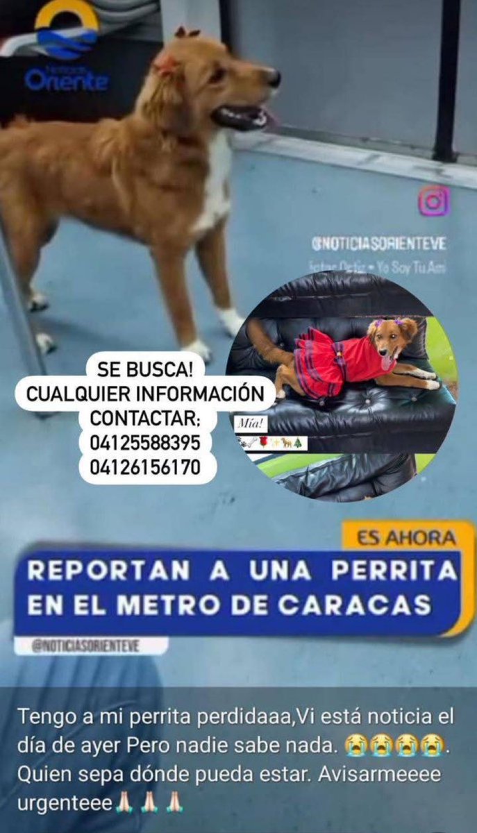 Buenas tardes. La perrita que ayer publicaron en el metro de Caracas con dos lacitos que se veía perdida y bien cuidada y que nadie pudo dársela a los empleados del metro para el resguardo, se encuentra desaparecida y sus humanos la están buscando. Ahora no se sabe si se salió de