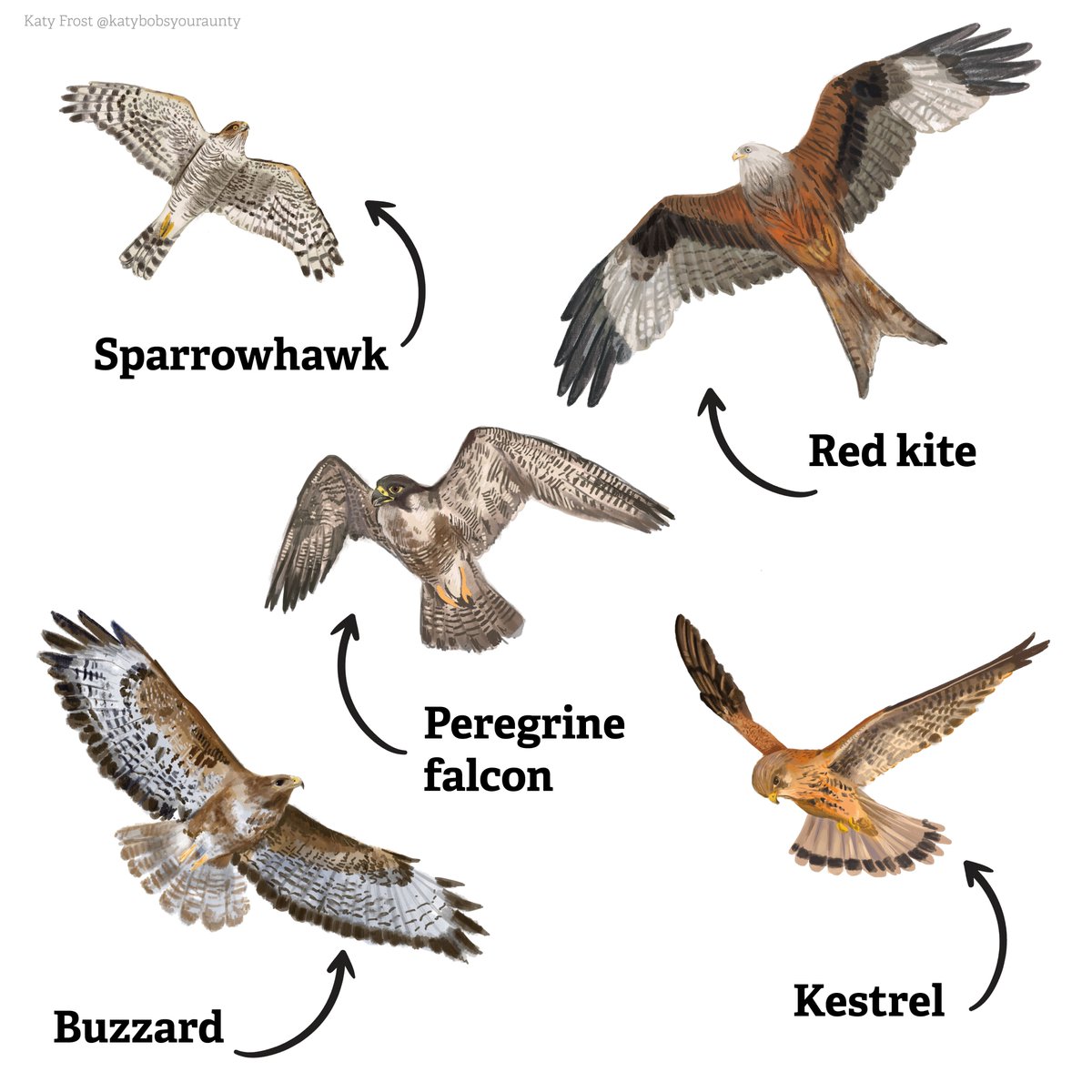 It's always exciting when you spot a bird of prey! 

Whether they're soaring in the sky or swooping down on unsuspecting prey they really are a sight to behold!

Which have you seen? 🔍 wildlifetrusts.org/identify-birds…