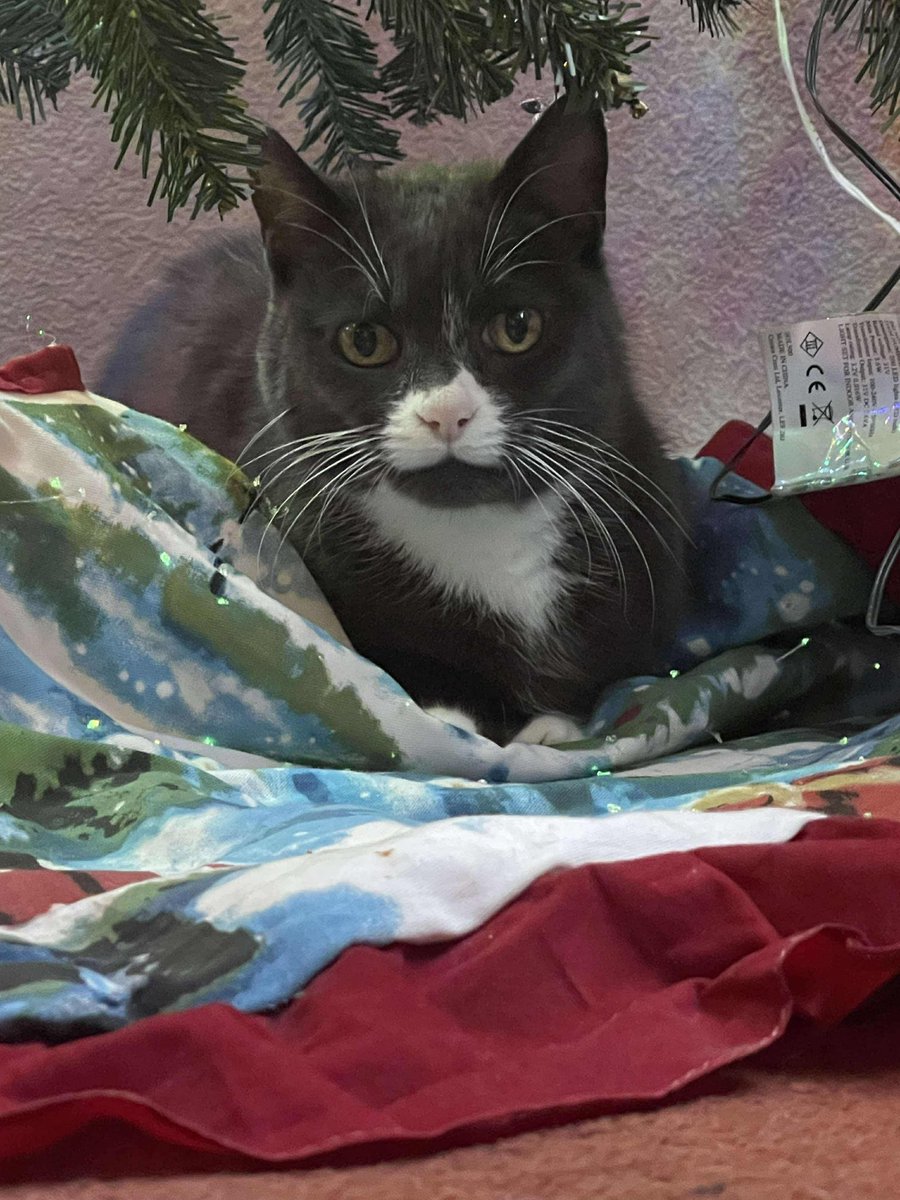 Rhiannon 🧠 tweet media