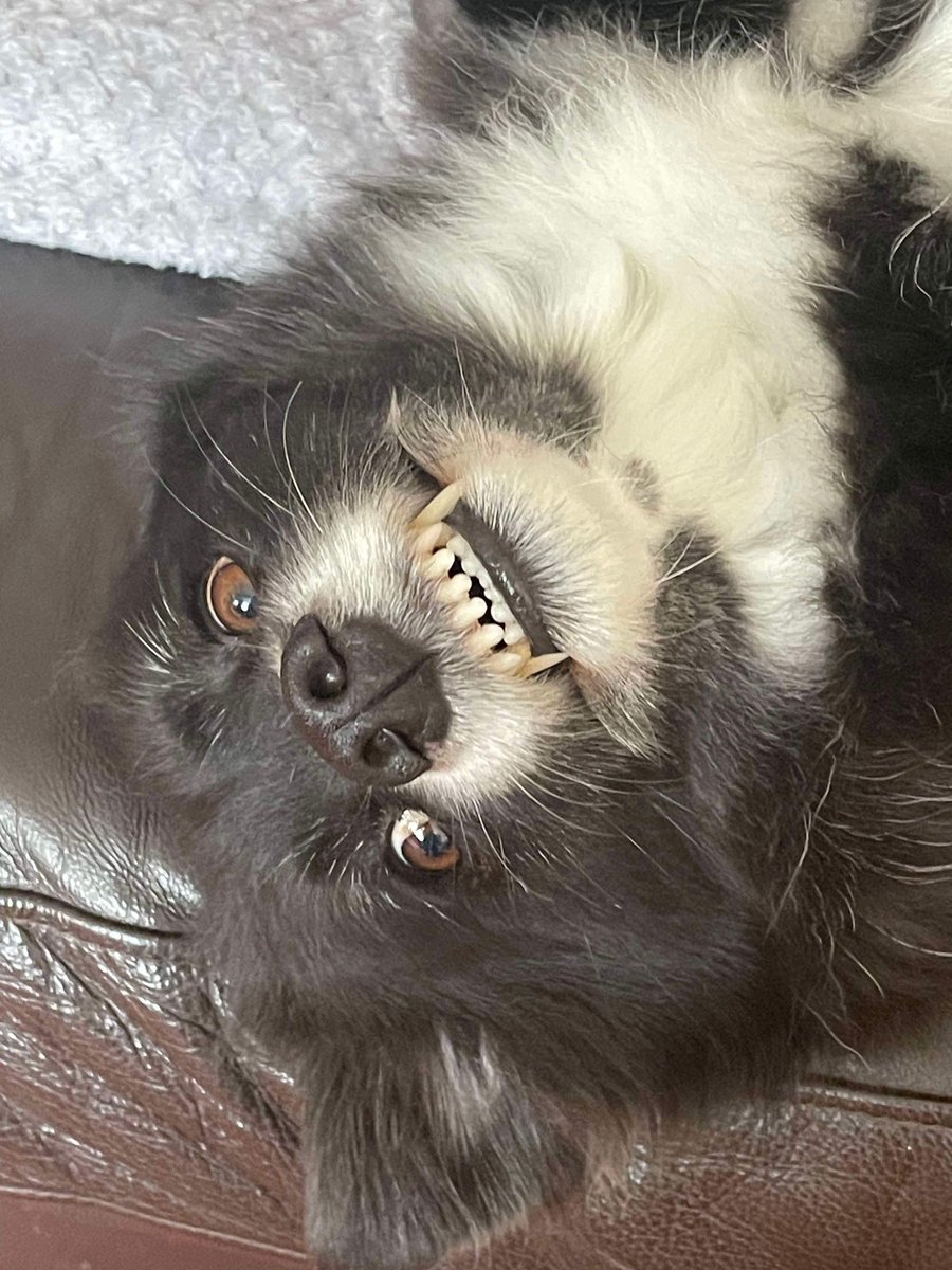 Rhiannon 🧠 tweet media