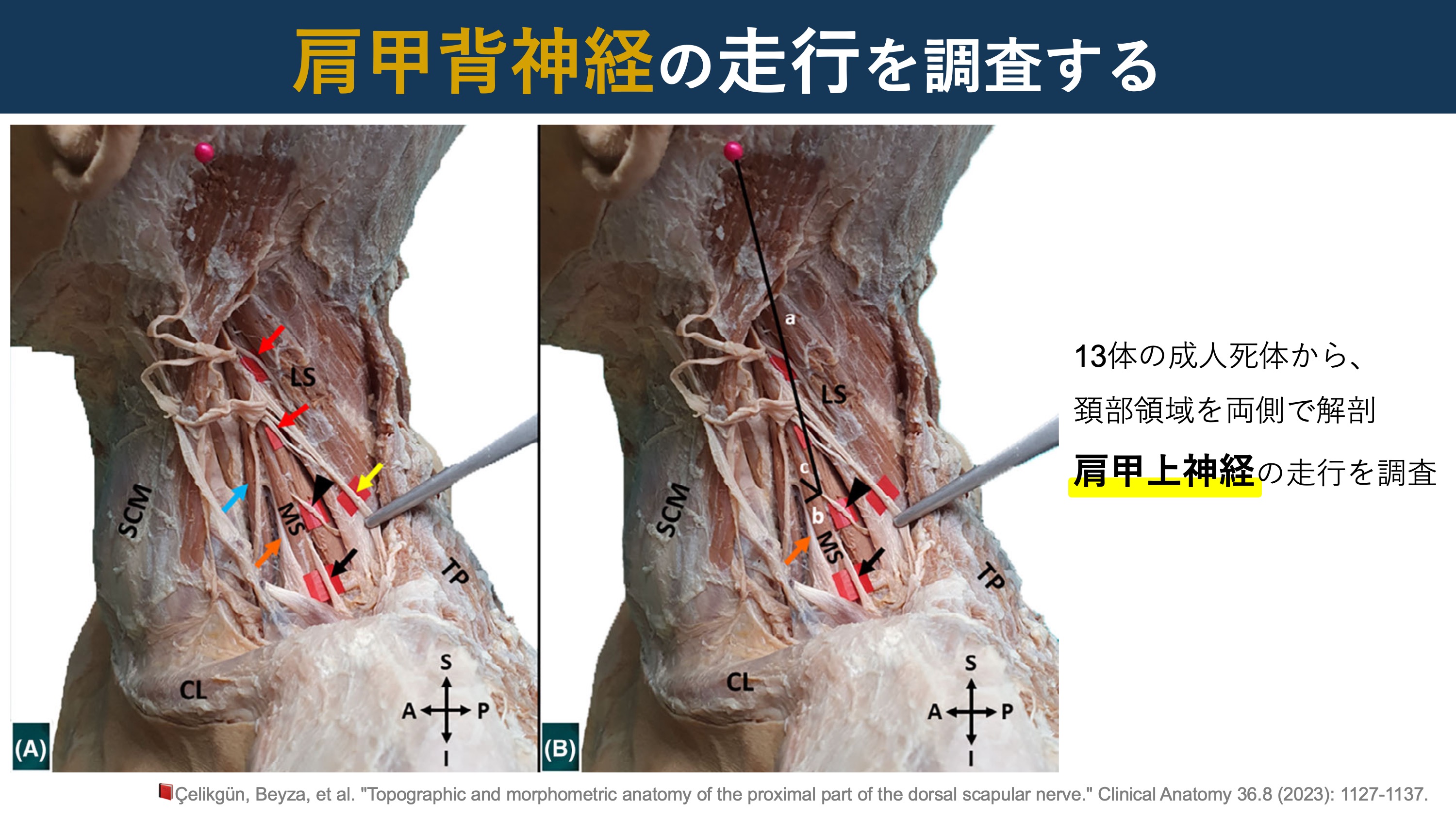 解剖学㊤㊦ Visual Anatomy 視覚解剖学