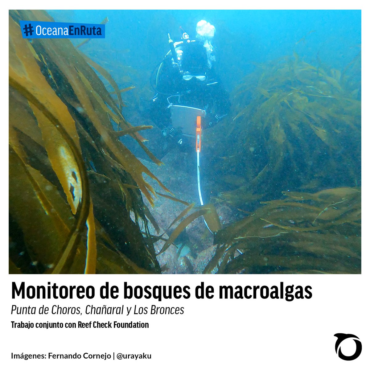 #OceanaEnRuta | Estos últimos 10 días estuvimos visitando caletas pesqueras del norte de Chile -específicamente Punta de Choros, Chañaral de Aceituno y Los Bronces- para compartir experiencias sobre un posible programa de monitoreo ciudadano de bosques de macroalgas, importantes
