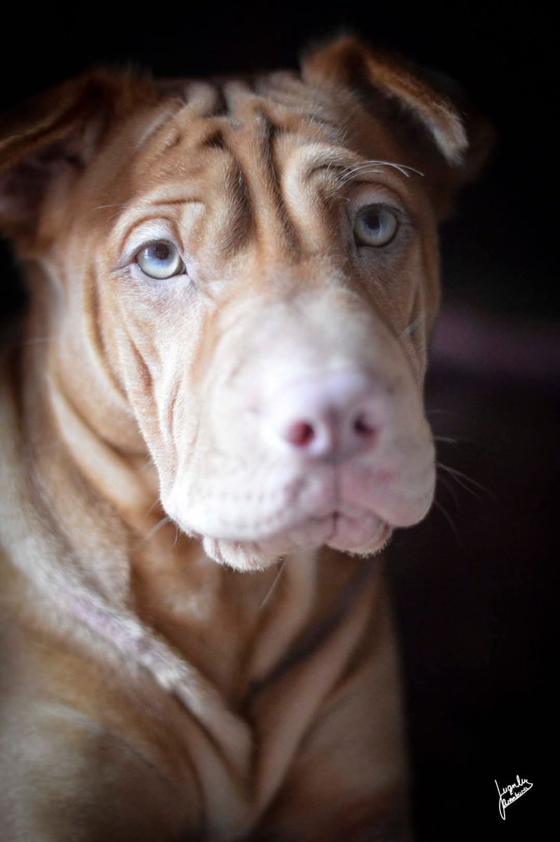 ObjetivAramburu's tweet image. &quot;Blue eyes&quot;
#Incunable