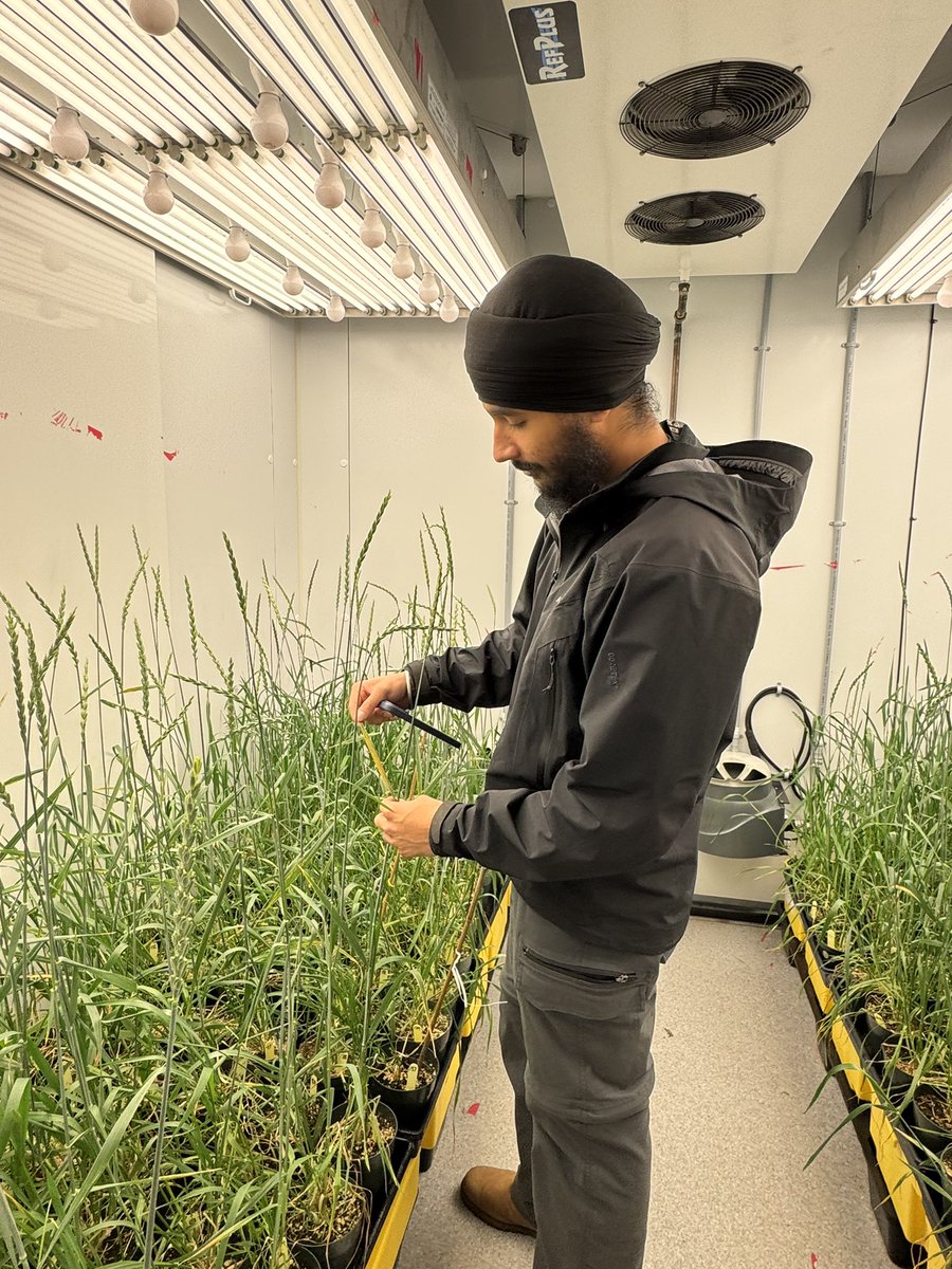 Gurcharn Singh Brar เจเฉเจฐเจเจฐเจจ เจธเจฟเฉฐเจ เจฌเจฐเจพเฉ (@gurcharn_brar) on Twitter photo Our stellar UG student <a href="/jujhargill_/">Jujhar Singh Gill</a> showing me his rust infected F2 plant at my <a href="/ubcLFS/">UBC Faculty of Land and Food Systems</a> lab. <a href="/CBL_UA/">UAlberta Cereal Breeding Lab (CBL)</a> Our stellar UG student <a href="/jujhargill_/">Jujhar Singh Gill</a> showing me his rust infected F2 plant at my <a href="/ubcLFS/">UBC Faculty of Land and Food Systems</a> lab. <a href="/CBL_UA/">UAlberta Cereal Breeding Lab (CBL)</a>