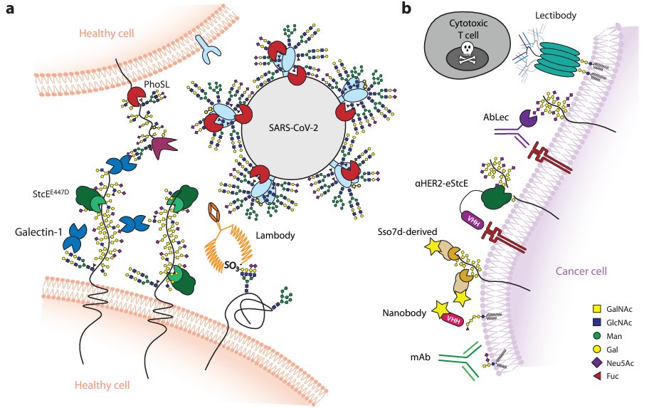 Stacy Malaker (@stacymalaker) on Twitter photo Check out our brand-new review "Decoding Extracellular Protein Glycosylation in Human Health and Disease" written by grad students <a href="/A_Steigmeyer/">Alexandra Steigmeyer</a>, <a href="/SC_Lowery/">Sarah Lowery</a>, and <a href="/VRAdoesMS/">Valentina Rangel-Angarita</a>! Now available online at "Annual Reviews of Analytical Chemistry":
annualreviews.org/content/journa… Check out our brand-new review "Decoding Extracellular Protein Glycosylation in Human Health and Disease" written by grad students <a href="/A_Steigmeyer/">Alexandra Steigmeyer</a>, <a href="/SC_Lowery/">Sarah Lowery</a>, and <a href="/VRAdoesMS/">Valentina Rangel-Angarita</a>! Now available online at "Annual Reviews of Analytical Chemistry":
annualreviews.org/content/journa…