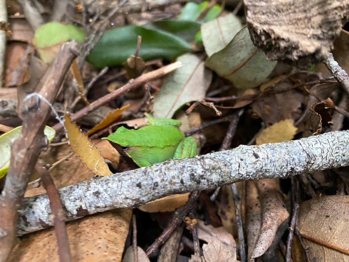 Nico Gálvez (@nicolasgalvezr) on Twitter photo Muestreo ranita Darwin en relicto de bosque en la Araucanía 📢📢
30 sitios, 90 visitas, 30 parcelas vegetación, 60 microparcelas
Muchas detecciones!
Trabajo apoyado por el programa IPRE <a href="/InvestigacionUC/">Dirección de Investigación UC</a> <a href="/cedel_UC/">Centro UC Desarrollo Local 🌱🌎</a> <a href="/VillarricaUC/">Campus Villarrica UC</a>
J. Diaz, A. Bravo y J. Quirola F. CAZ Muestreo ranita Darwin en relicto de bosque en la Araucanía 📢📢
30 sitios, 90 visitas, 30 parcelas vegetación, 60 microparcelas
Muchas detecciones!
Trabajo apoyado por el programa IPRE <a href="/InvestigacionUC/">Dirección de Investigación UC</a> <a href="/cedel_UC/">Centro UC Desarrollo Local 🌱🌎</a> <a href="/VillarricaUC/">Campus Villarrica UC</a>
J. Diaz, A. Bravo y J. Quirola F. CAZ