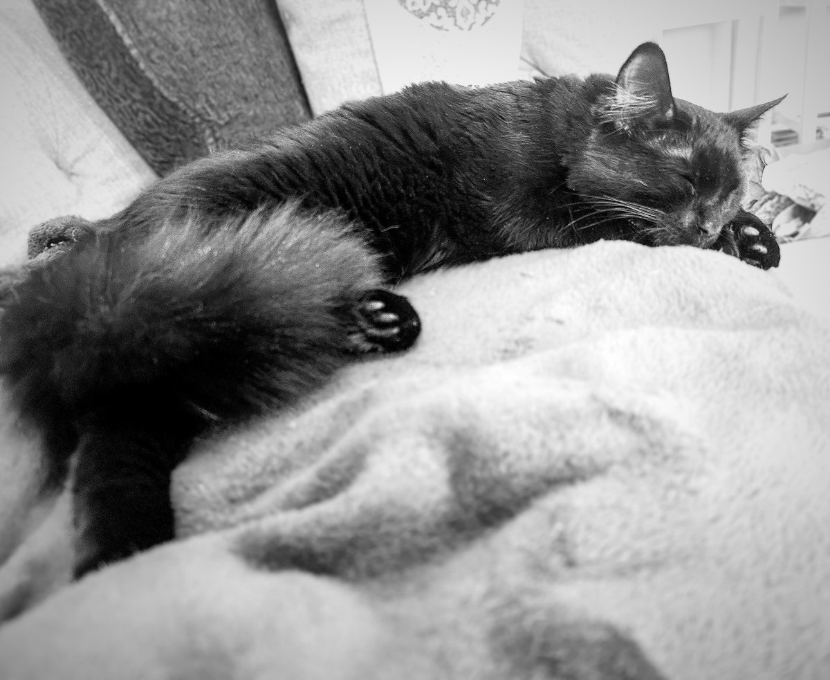 Rest up for the #caturday festivities tomorrow furriends😸🐾

#FridayVibes #cats #CatsOfTwitter #AdoptDontShop #CatsOnTwitter #catsnoirfriday #caturdayeve