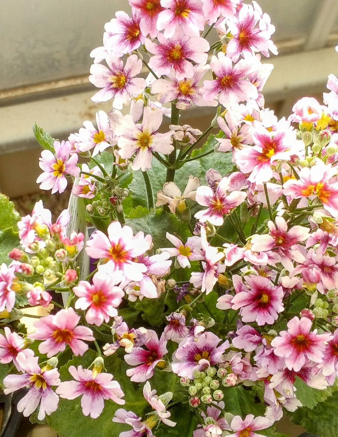 よっしーページ YGK (よつあみ) エックスブレイド