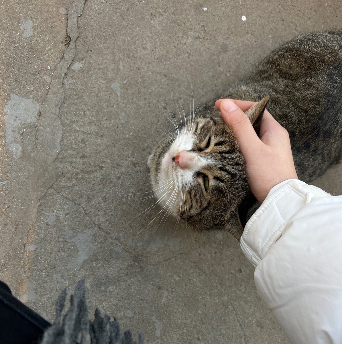 Steven030402's tweet photo. 傻🐱 https://t.co/8zus0NCpbs