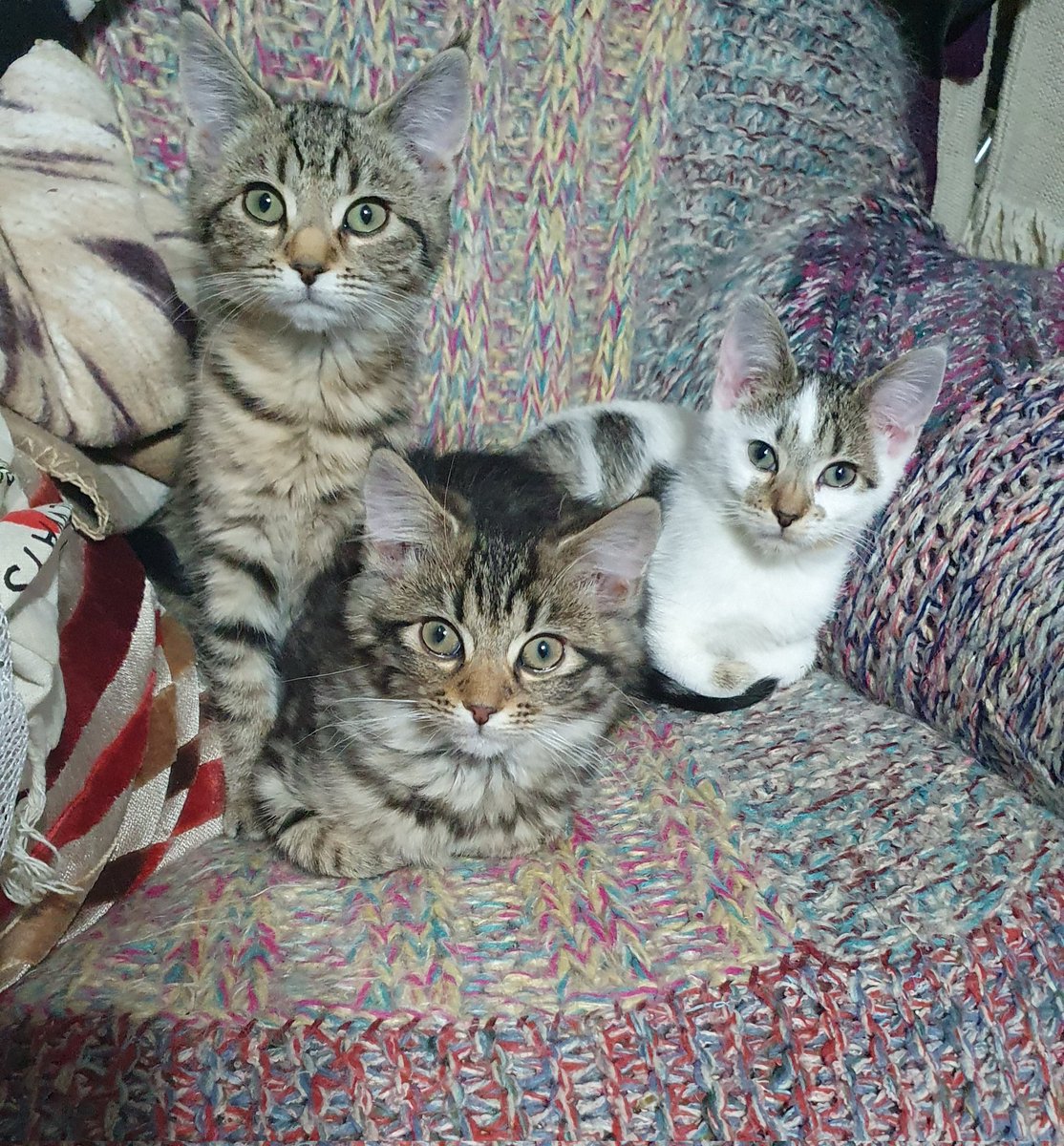 This is Arctic, Alaska and Siberia
They were brought to us a week ago on one of the coldest days recorded in Bradford for a very long time.

This trio have just been to the vets for their pre adoption health checks &amp; vaccinations prior to going to their new homes in the next week