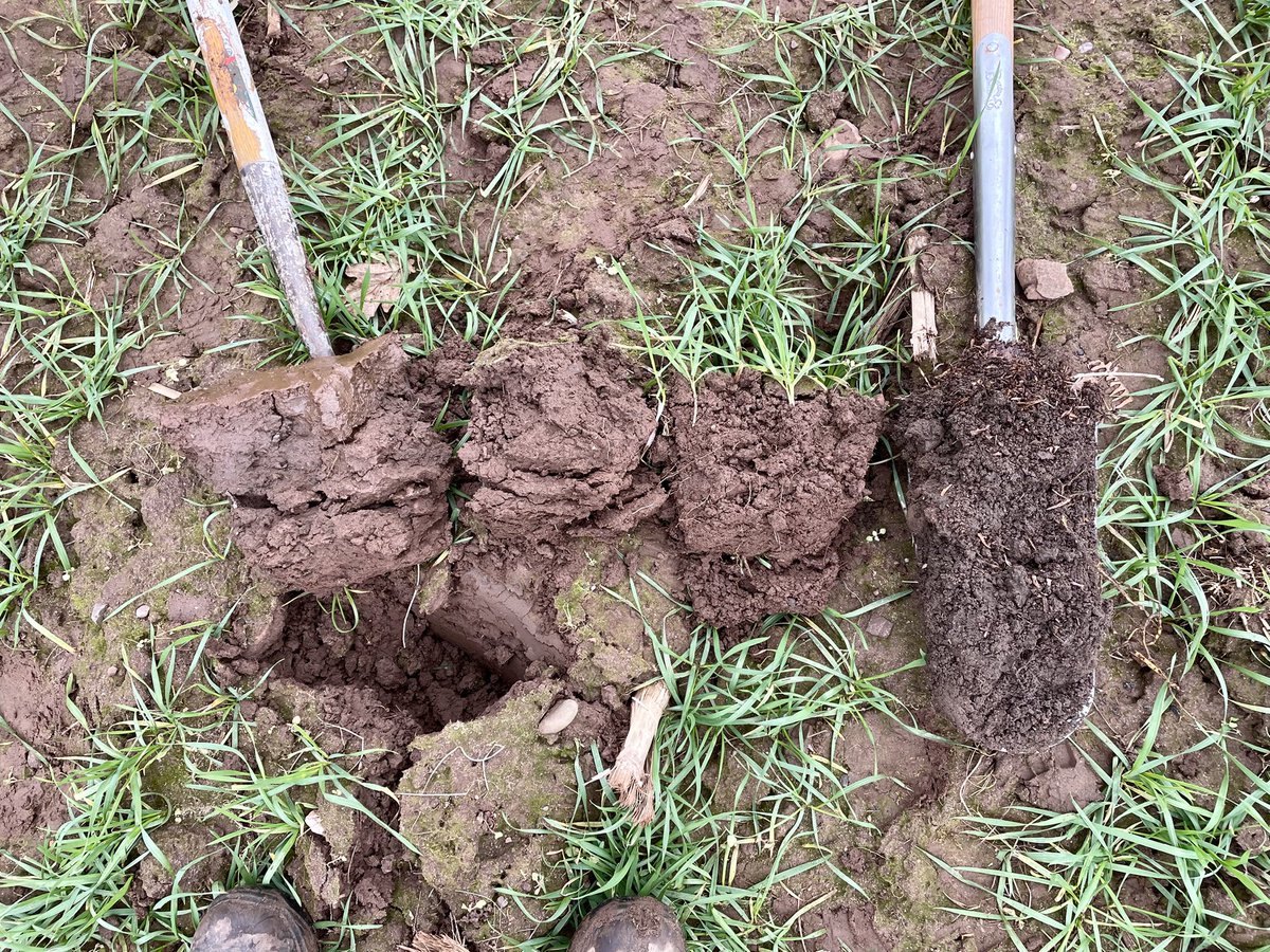 Great day out with Plymouth Uni designing runoff experiments.

Examples of soil structure in a field of wheat showing differences 20m apart.

Compacted soil under perched water
Slumped seedbed between rows without cover 
Seedbed under crop cover
Ancient hedge bank.
<a href="/PlymUni/">University of Plymouth</a>