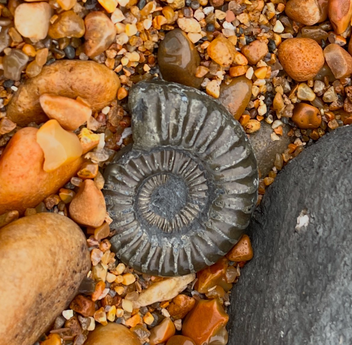 Another day, a different beach and a beautiful ammonite.