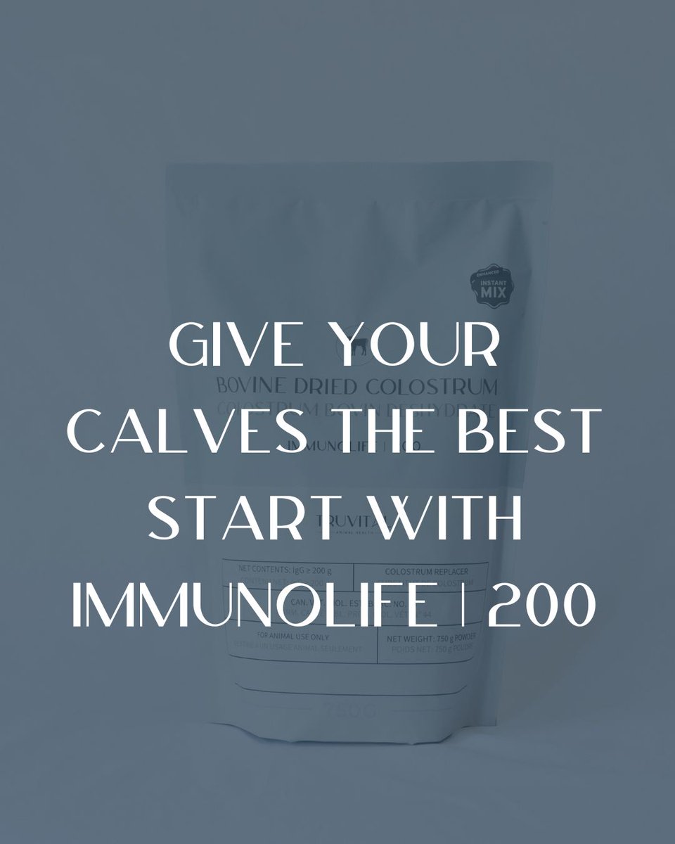 Ensuring your calves receive the right nutrients and immunity from the start is crucial to their long-term health. Give your calves the best chance for a strong, healthy start with IMMUNOLIFE|200. Ready to see the difference? truvital.ca/product/immuno…