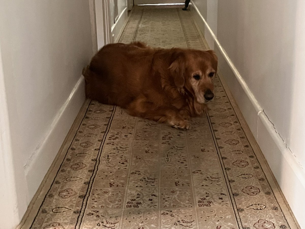 MissBaileyWoof's tweet photo. #BalloonWatch from the safety of the hallway. 🙄🙄🙄 https://t.co/yH32cE04lo