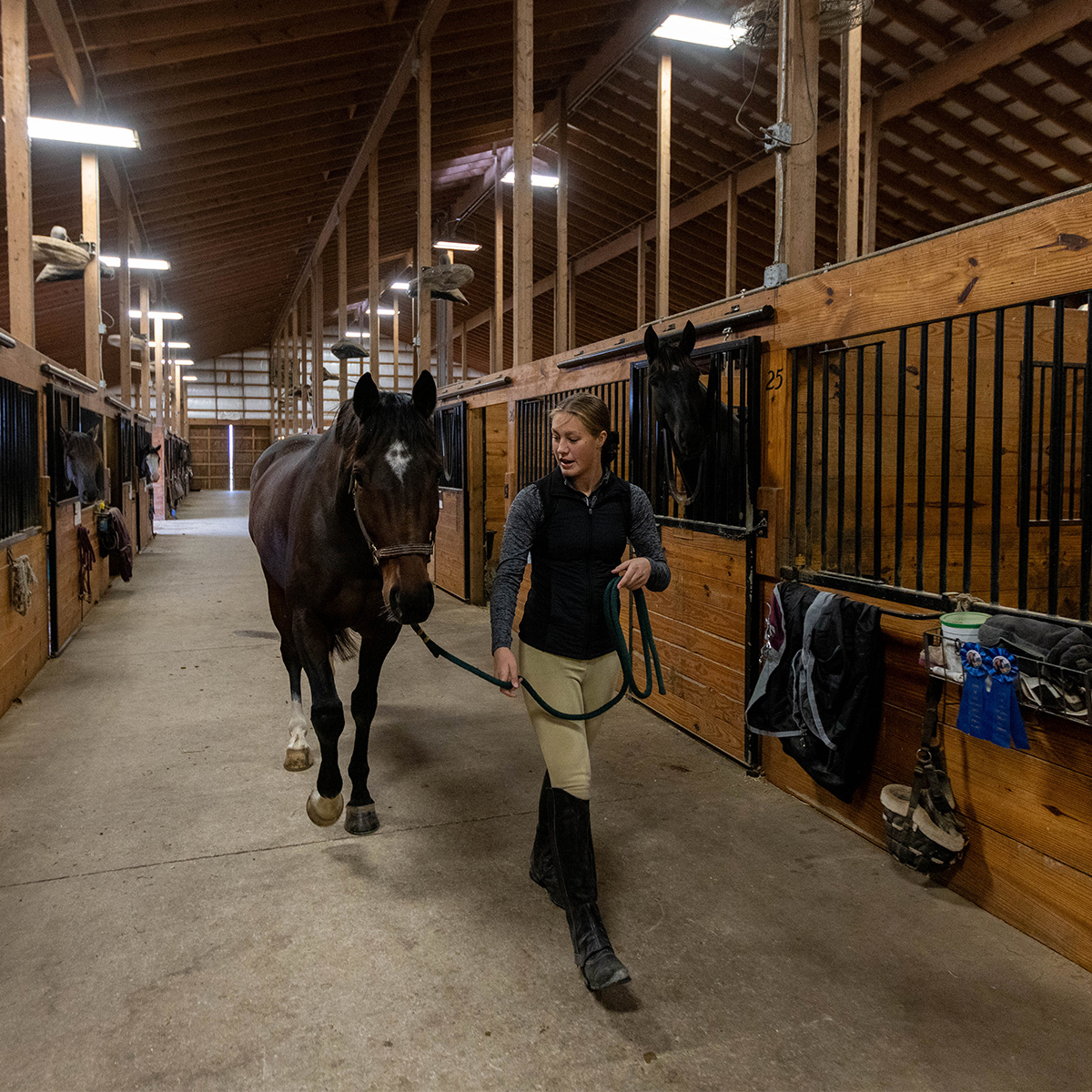 ABI Equine tweet media