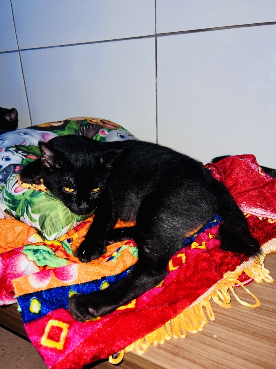 di_abrigo_davi's tweet photo. É com profunda tristeza que vejo o dia chegar ao fim vendo os gatinhos com fome, foi um dia difícil e a noite será ainda pior
Tentamos até onde é possível, imploramos, depois só aceitamos  que infelizmente o Abrigo Davi foi abandonado. 
Hoje, os gatinhos que estão nas ruas 
+ https://t.co/HfDjMTCrPj