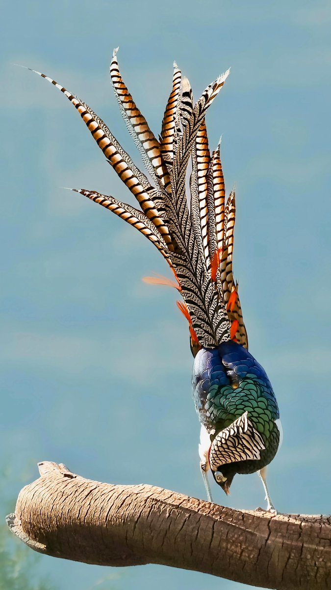 Does anyone know the name of this bird?