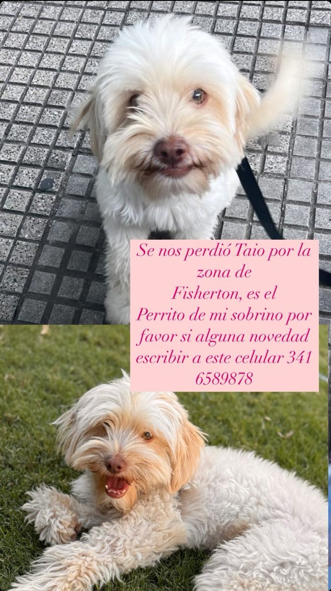 AYUDA se perdió TAIO en Fisherton.
Si lo ves avisa al 3416589878

Gracias x compartir 💪