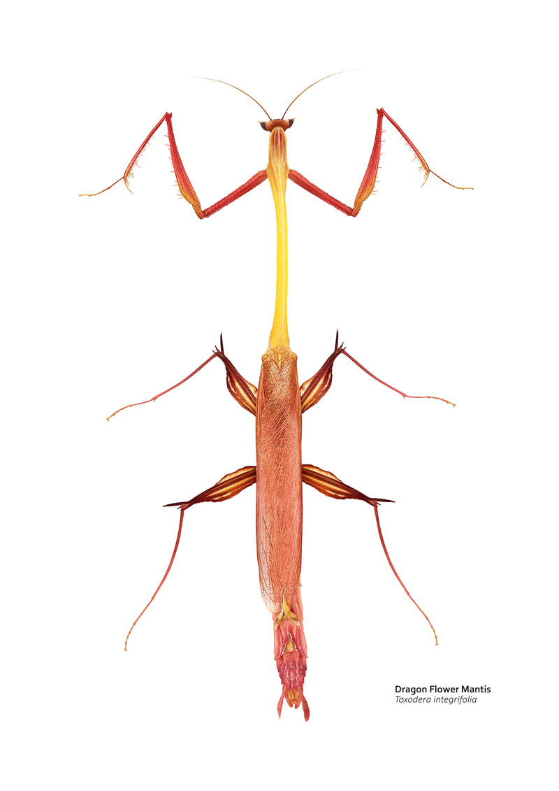 VelcroCow2's tweet image. A little test to see if it&apos;s worth keeping a limited Twitter presence (my Bluesky account is still tiny). My latest drawing.