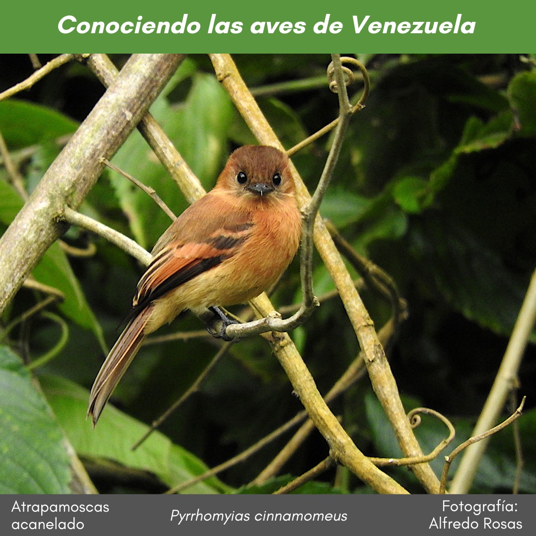 #ConociendolasavesdeVenezuela En bosques húmedos montanos, perchado expuesto quieto sobre claros, podemos encontrar el #AtrapamoscasAcanelado #Phyrrhomyias_cinnamomeus, con el cálido color de plumaje que hace honor a su nombre. Foto: #AlfredoRosas. Ver más instagram.com/p/DE7s5lAuqsH/…