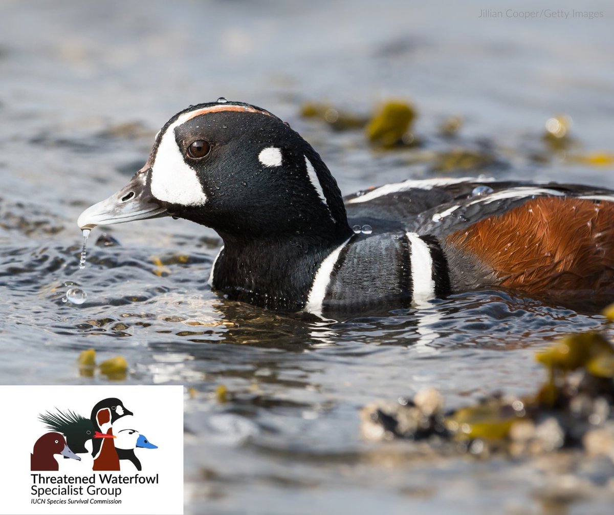 It's World Waterfowl Day! 🦆🌏⁠
⁠
DYK? WPC is the host organization for the IUCN SSC Threatened Waterfowl Specialist Group. Uniting global experts to protect some of the world's most vulnerable waterfowl species.⁠
⁠
iucn.org/our-union/comm…

📸Jillian Cooper/Getty Images