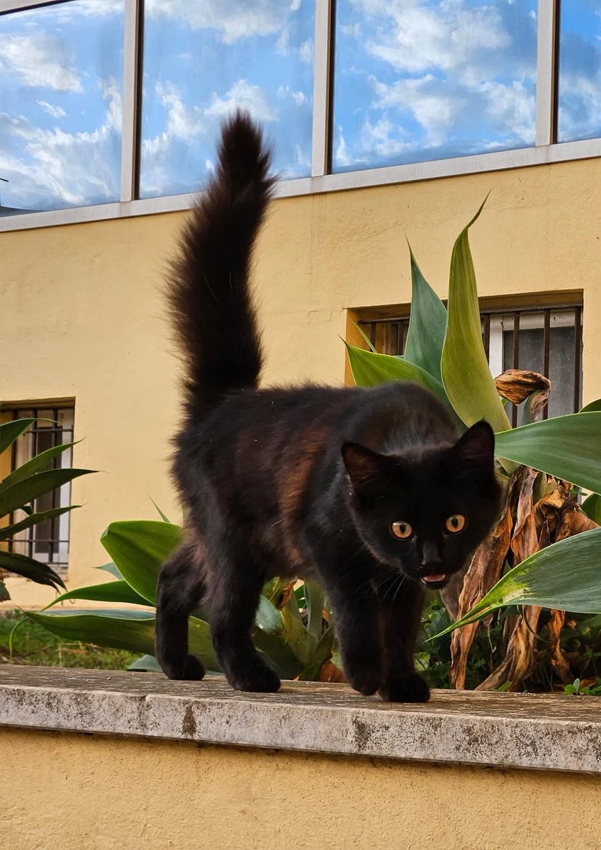 Se lleva difundiendo desde hace mucho tiempo, está creciendo sin nada y en la calle 😢 Estaba junto a su hermanito, eran dos pequeños cachorritos con la inocencia de la edad, sin miedo al inmenso peligro. El hermanito murió atropellado y ella se quedó solita 😢. Tiene unos cinco