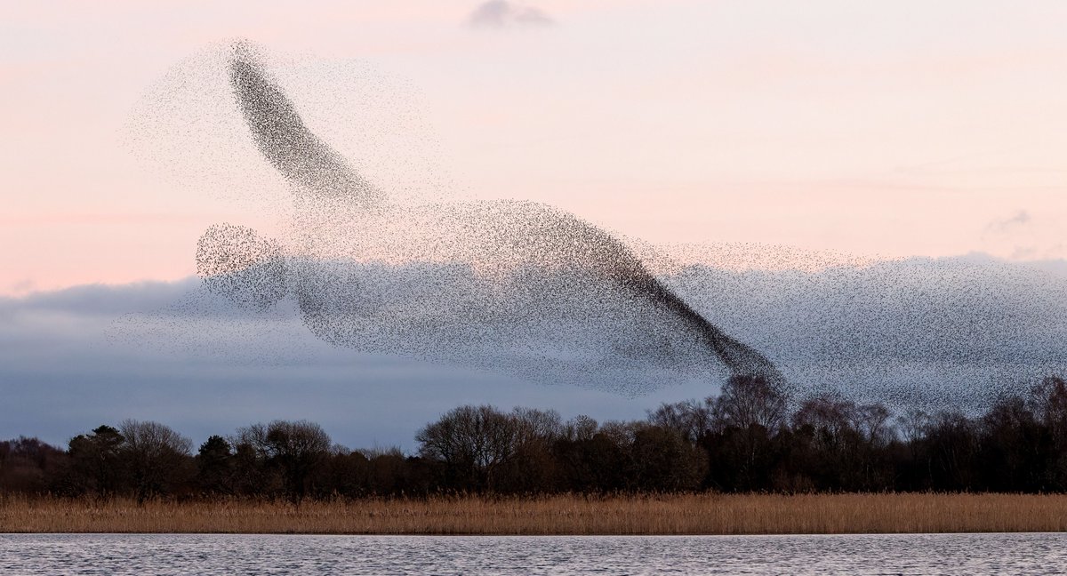 Interesting week on Lough Ennell as the Murmurations return to full flow, amazing encounter with one of the protagonists of the whole thing, the sparrow hawk