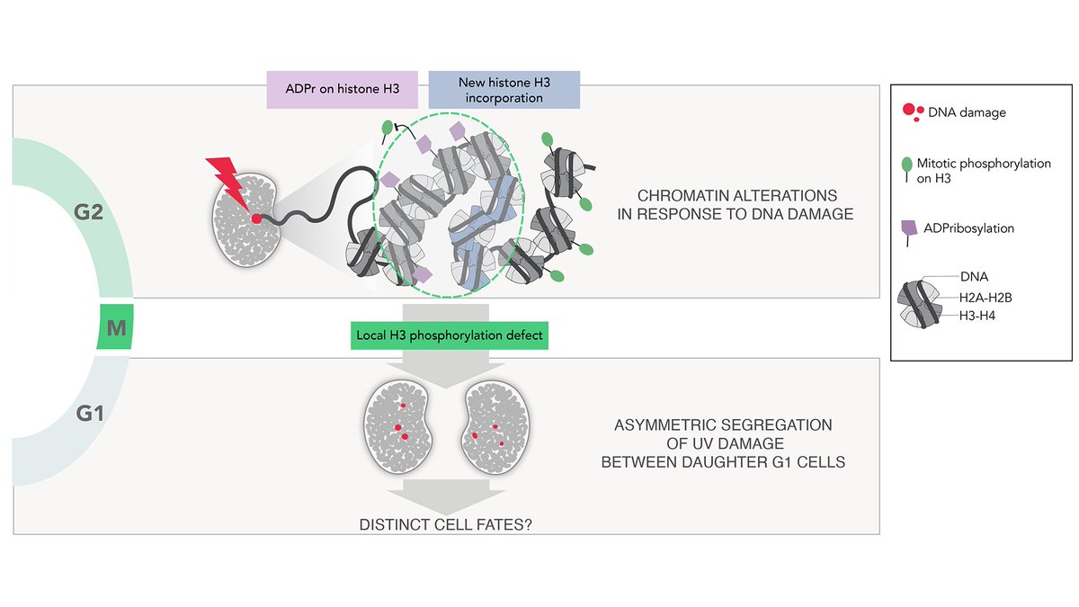 In our new paper, we uncover a damaged chromatin marking mechanism that  drives the non-random segregation of UV damage through mitosis. Chromatin alterations impinge on genome stability by controlling DNA damage segregation
See Ferrand*, Dabin* et al., Nat Commun 2025.