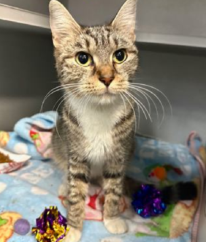 JLthekid9999's tweet photo. ππ VERY URGENT PLEA FOR LOGAN, 7 YO, FEMALE β IN MANHATTAN ACCππ πΏ πΏ πΏ πΏ
β‘οΈ URGENT MEDICAL PRIORITY β HAS HYPOTHERMIA, IS EMACIATED AND DEHYDRATED - ππππ§π§π§π§
β‘οΈ IF CONDITION DOES DECLINES OR DOES NOT IMPROVE β SHE COULD BE EU AT ANYTIME β HIGHEST SILENT KILL RISKπ±π±π±
β‘οΈ TOO LOW ON PLEDGES, ONLY $370, GIVEN MEDICAL ISSUES TO STIMULATE RESCUE INTEREST πΏ πΏ
β‘οΈ NEEDS PLEDGES FOR IMMEDIATE RESCUE AND MEDICAL β THE TIME TO HELP LOGAN IS NOW π₯π₯π₯ ππΏππΏππΏ
β‘οΈ BEING OVERLOOKED AND IGNORED AT SHELTER AND ON X. ππΏ
Please RT or pledge, if you can, to save this little one.
PLEASE TAG @Love_Cats_One with any pledges.
ππΏπThank you