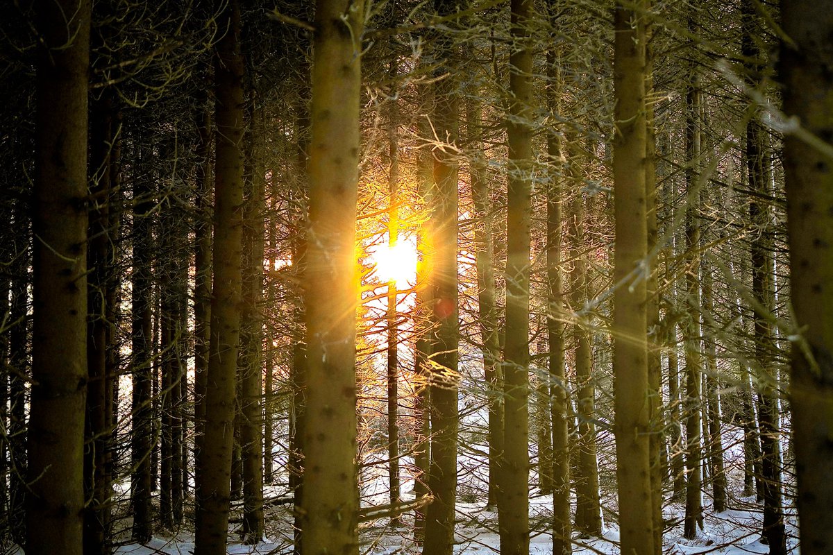 Wonderfully protected by good powers, we confidently await what may come. God is with us in the evening and in the morning, and certainly in every new day. 🌲🌅

#NatureBeauty #naturistfamily #NaturalSelection #NaturistLifestyle #NatureLover #Pictures #Wildlilfe #WildlifeWonders