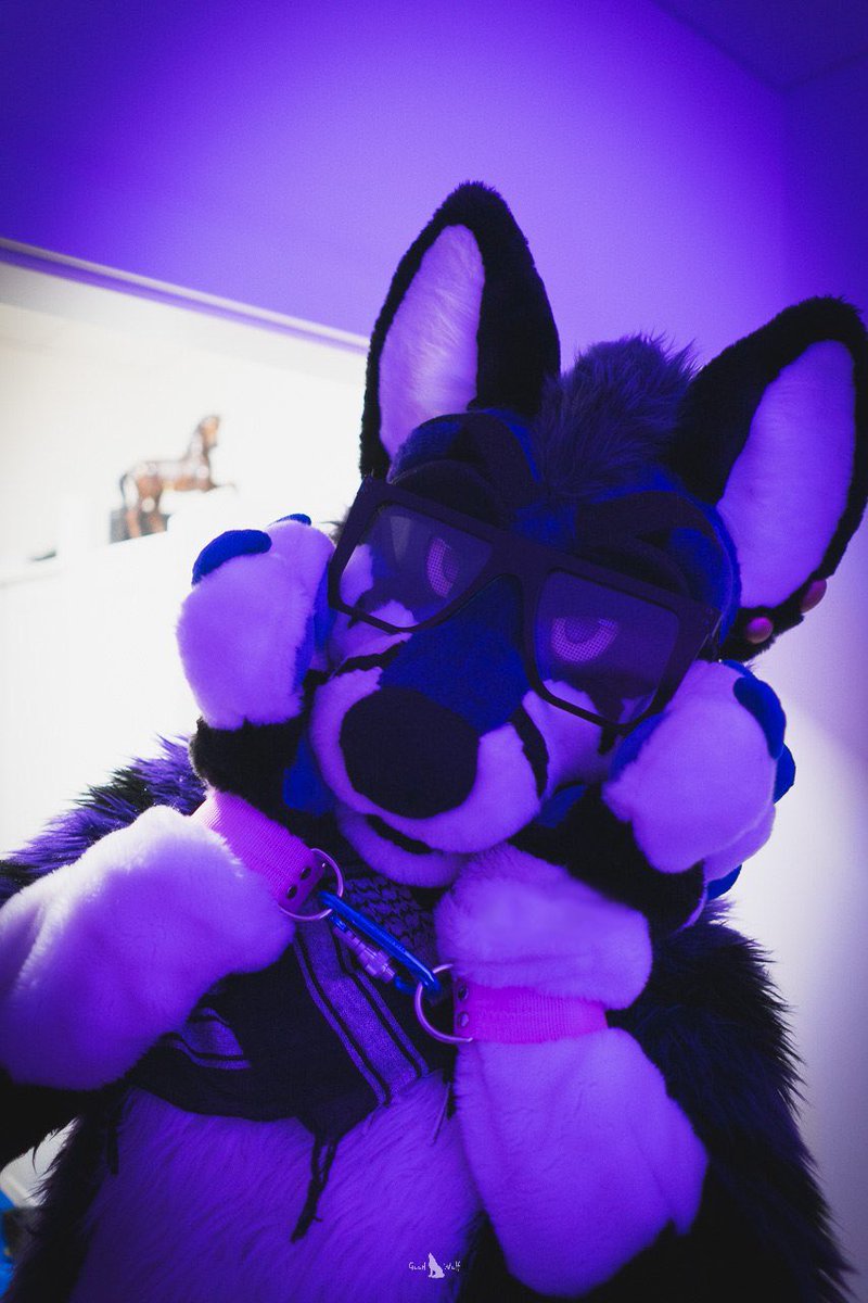 Bitsy cuffed here, will u help me get these off?  

📸 <a href="/GoodWolfSK/">GoodWolf</a> 

#FursuitFriday #furry #furryfandom