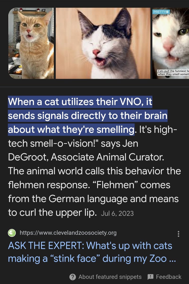 ravioli_u's tweet photo. @dessbian Your question makes me think of how cats do the big smell with a funny face so they can get a good whiff. https://t.co/UdqaXL9NkB