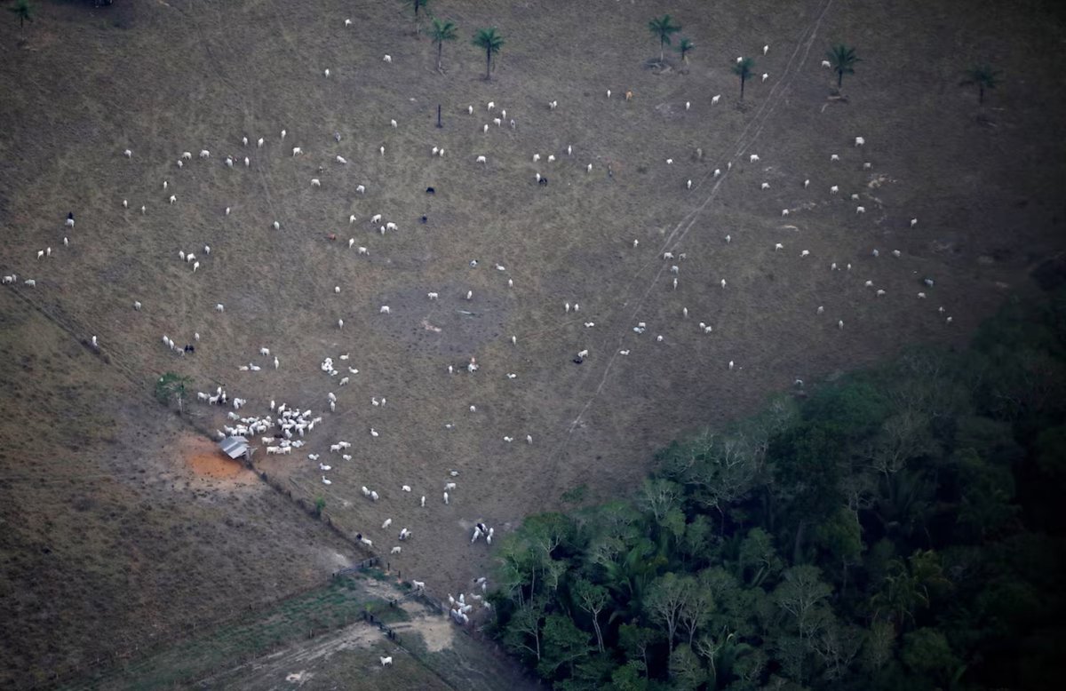 Stefanie Eschenbacher (@stefanieyaa) on Twitter photo It was a busy week for news, but here's your weekend read on the world's largest meatpacker JBS and its climate change pledges
reuters.com/sustainability…
Scoop with my dogged colleagues <a href="/Lucimagalhaess/">Luciana Magalhaes</a> <a href="/JessopReuters/">Simon Jessop</a> #ClimateCrisis #Sustainability It was a busy week for news, but here's your weekend read on the world's largest meatpacker JBS and its climate change pledges
reuters.com/sustainability…
Scoop with my dogged colleagues <a href="/Lucimagalhaess/">Luciana Magalhaes</a> <a href="/JessopReuters/">Simon Jessop</a> #ClimateCrisis #Sustainability