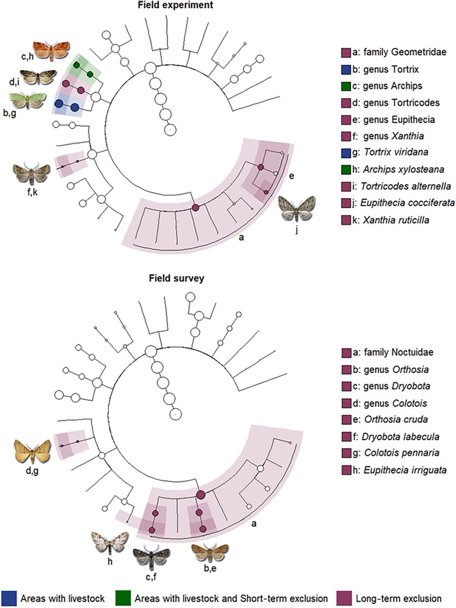 Miguel A. Gómez-Serrano (@gomezserrano_ma) on Twitter photo Impacto del ganado en la comunidad de lepidópteros en sistemas agroforestales (dehesas ibéricas). El pastoreo reduce la diversidad de mariposas, especialmente las especies que pupan en el suelo. <a href="/IRNAS_CSIC/">IRNAS Sevilla</a> en <a href="/ESAApplications/">Ecological Applications</a>: esajournals.onlinelibrary.wiley.com/doi/10.1002/ea… Impacto del ganado en la comunidad de lepidópteros en sistemas agroforestales (dehesas ibéricas). El pastoreo reduce la diversidad de mariposas, especialmente las especies que pupan en el suelo. <a href="/IRNAS_CSIC/">IRNAS Sevilla</a> en <a href="/ESAApplications/">Ecological Applications</a>: esajournals.onlinelibrary.wiley.com/doi/10.1002/ea…