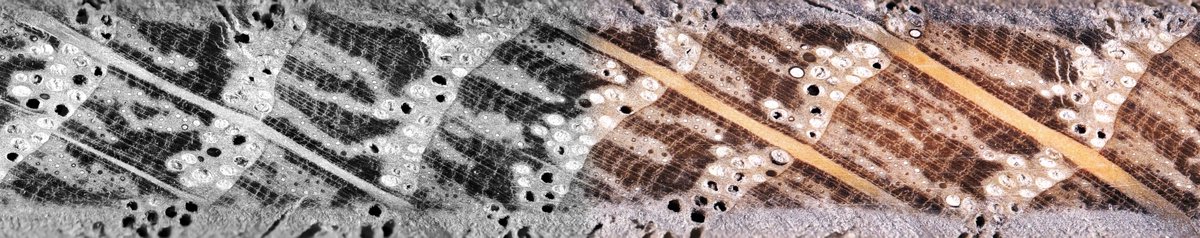 Never thought how cool tree rings look as a remote sensing guy, until I cored the trees myself! BIG THANKS to the support I got from
<a href="/HarvardForest/">Harvard Forest</a>. Amazing experience!