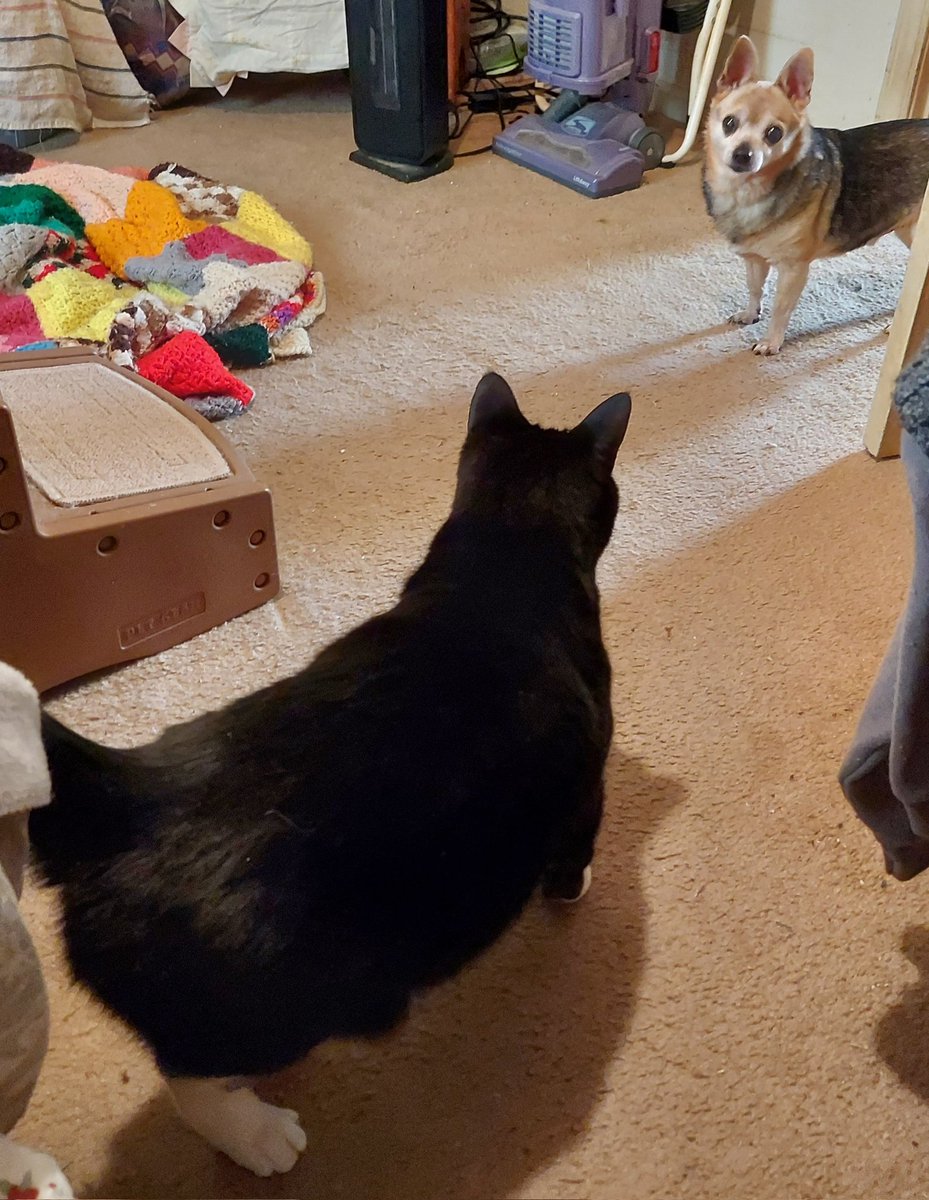 Sebbys_Mama's tweet image. I went to visit my mom today, which means I got to spend some time with Mila and Cas ❤️
They're both doing well 😊