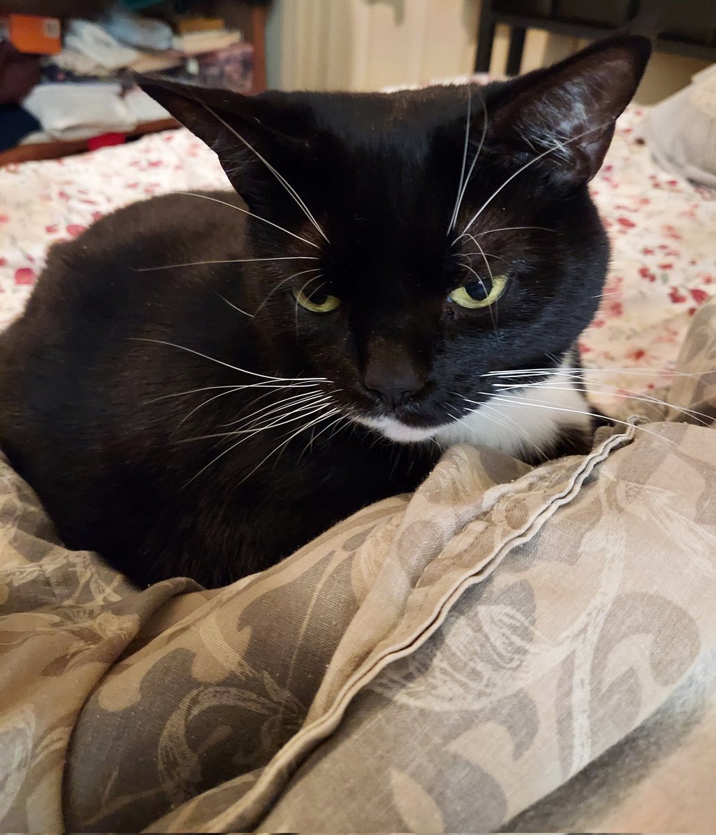 Sebbys_Mama's tweet image. I went to visit my mom today, which means I got to spend some time with Mila and Cas ❤️
They're both doing well 😊