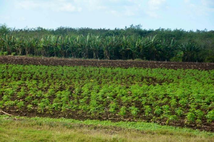 Granma_Digital's tweet photo. 👨‍🌾🇨🇺ǀ El Presidente de la República, Miguel Díaz-Canel Bermúdez, llegó temprano en la mañana de este viernes a la capital del Balcón del Oriente cubano, donde realizó un recorrido por centros sociales y económicos. 
🔗 https://t.co/8xtPy8HNtB
#CubaViveYTrabaja https://t.co/nISyK4S2o7