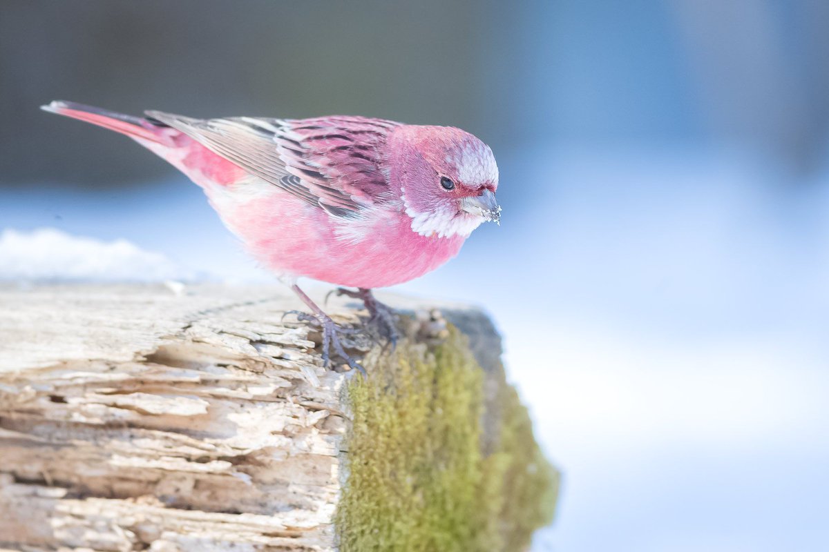AMAZlNGNATURE's tweet image. An important announcement:
I’ve just discovered that rosefinches exist.