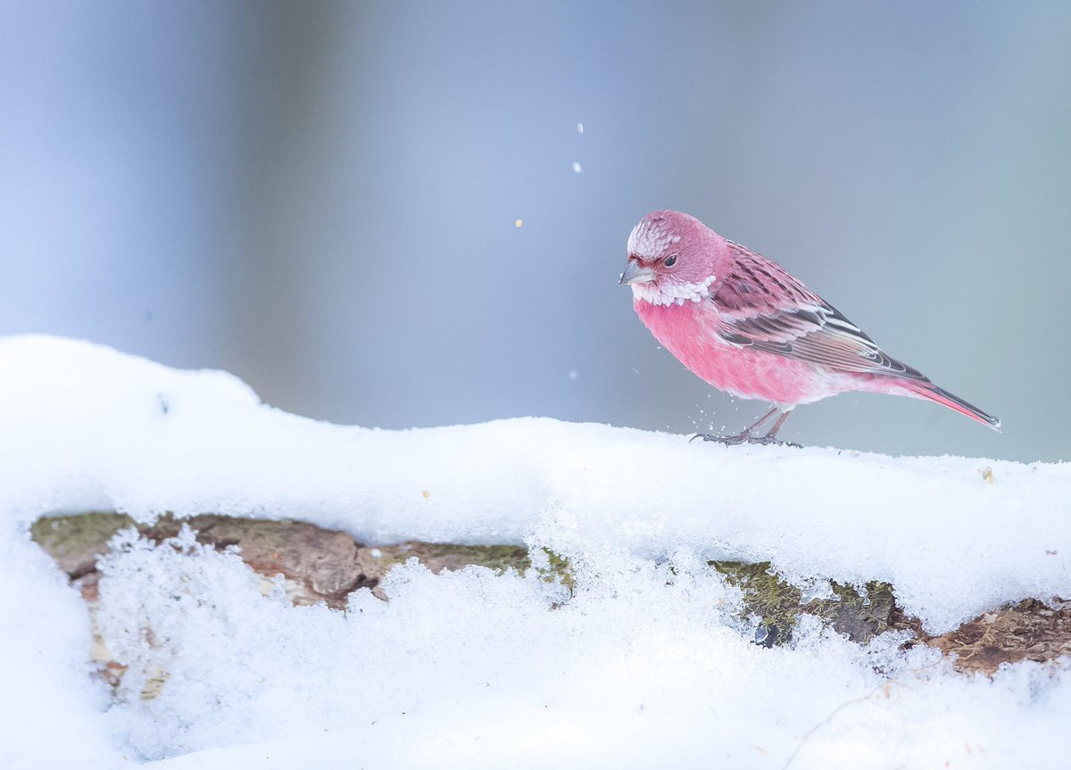 AMAZlNGNATURE's tweet image. An important announcement:
I’ve just discovered that rosefinches exist.
