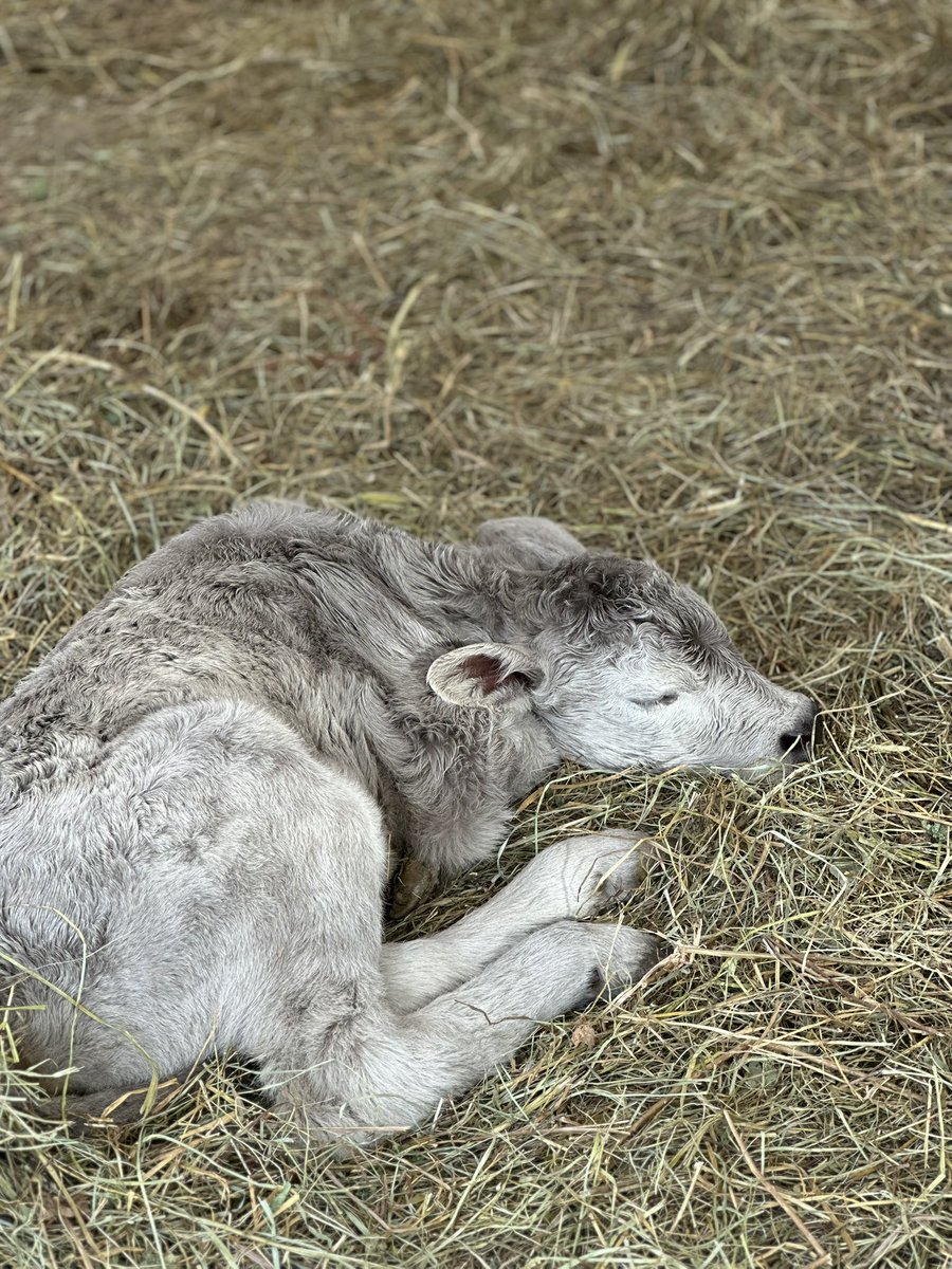 MoYield's tweet image. Undoubtedly my favorite time of the year #Calving25 #Beef