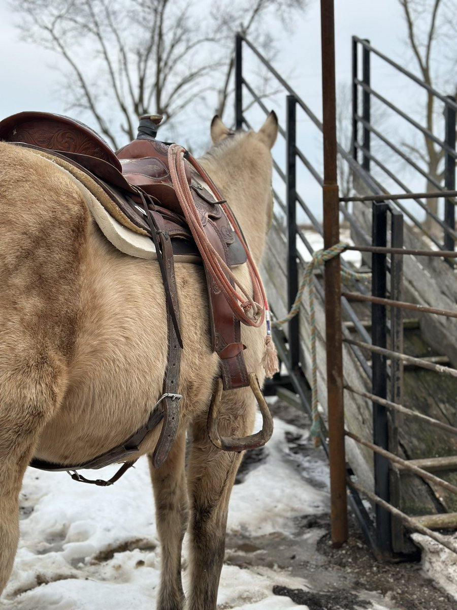 MoYield's tweet image. Undoubtedly my favorite time of the year #Calving25 #Beef